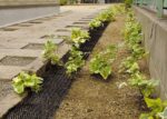 Garden Cat Scat Mat - Image 3